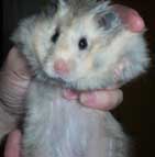 Add detergent to tank